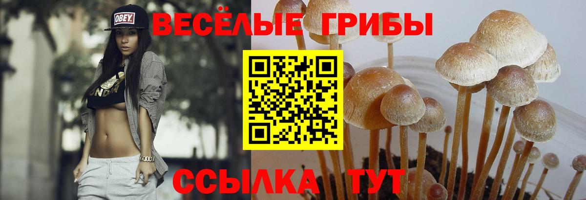 закладки  Вход с VPN  Керчь  Галлюциногенные грибы Psilocybine cubensis 